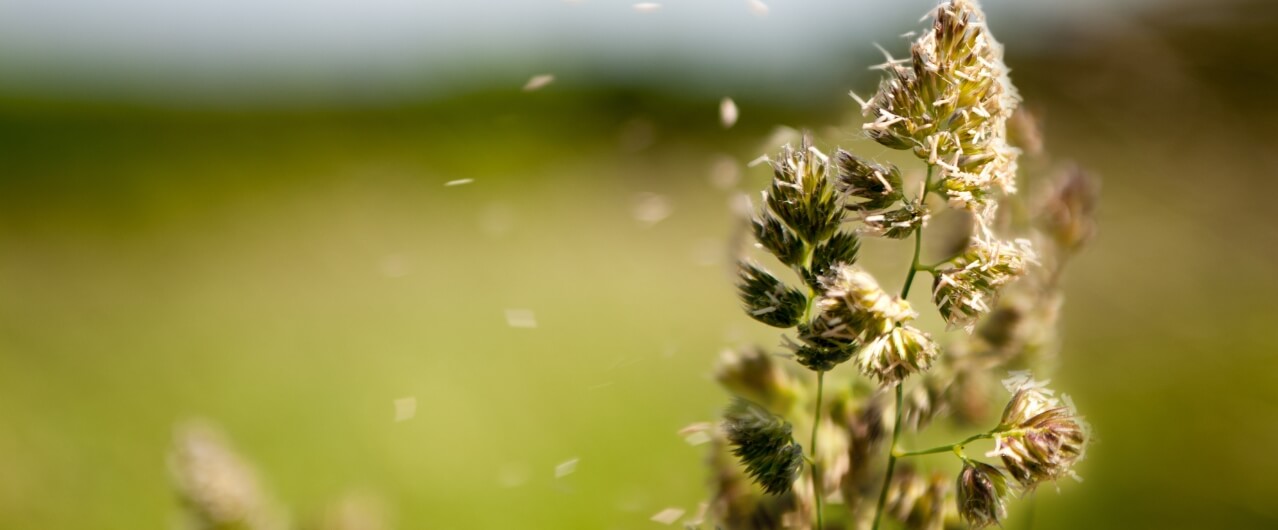 How Allergy Testing Works & Why It Might Be Time to Get Checked How Allergy Testing Works & Why It Might Be Time to Get Checked